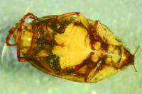 Peltodytes caesus