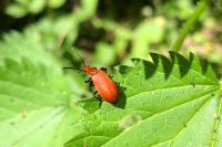 Pyrochroa serraticornis