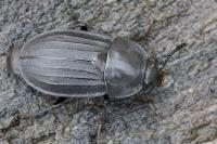 Silpha tristis