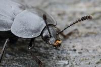 Silpha tristis