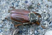 Melolontha melolontha