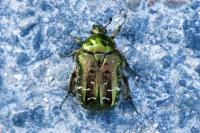 Cetonia aurata