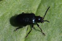 Oulema gallaeciana