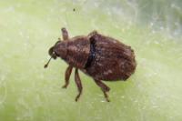 Trichosirocalus