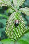 Phyllopertha horticola