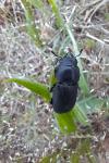 Dorcus parallelipipedus