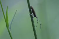 Agapanthia villosoviridescens