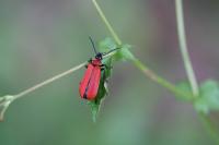 Pyrochroa coccinea