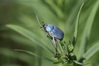 Hoplia coerulea
