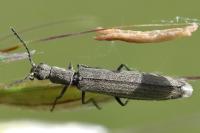 Dolichosoma lineare