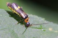 Malthodes
