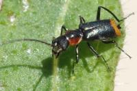 Axinotarsus pulicarius