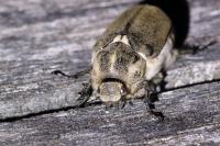 Anoxia villosa