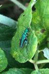 Oedemera nobilis