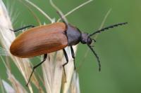 Pseudocistela ceramboides