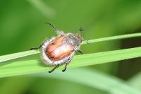 Anisoplia villosa