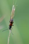 Stenurella bifasciata