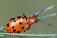 Crioceris duodecimpunctata