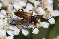Pseudovadonia livida