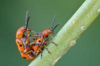 Crioceris duodecimpunctata