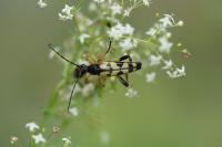 Rutpela maculata