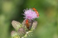 Rhagonycha fulva