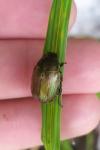 Anomala dubia
