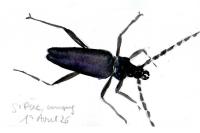 Cerambyx cerdo