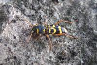 Xylotrechus arvicola