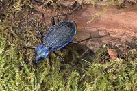 Carabus intricatus