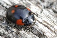 Adalia bipunctata