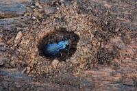 Carabus intricatus