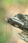 Acanthocinus aedilis