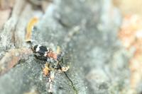 Thanasimus formicarius