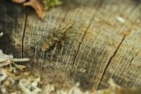 Rhagium sycophanta