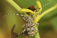 Aegomorphus clavipes