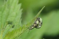 Phyllobius pomaceus