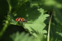 Trichodes alvearius