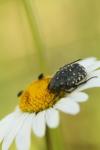 Oxythyrea funesta
