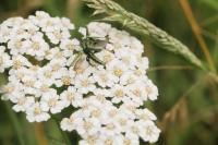 Oedemera nobilis