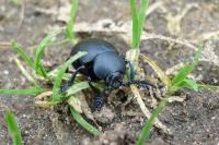 Timarcha tenebricosa