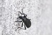 Carabus coriaceus