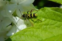 Clytus arietis