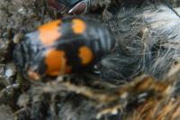 Nicrophorus vespilloides