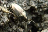 Amara aenea
