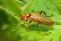 Cantharis livida