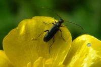 Grammoptera ruficornis