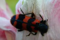 Trichodes alvearius