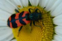 Trichodes alvearius