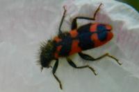 Trichodes alvearius